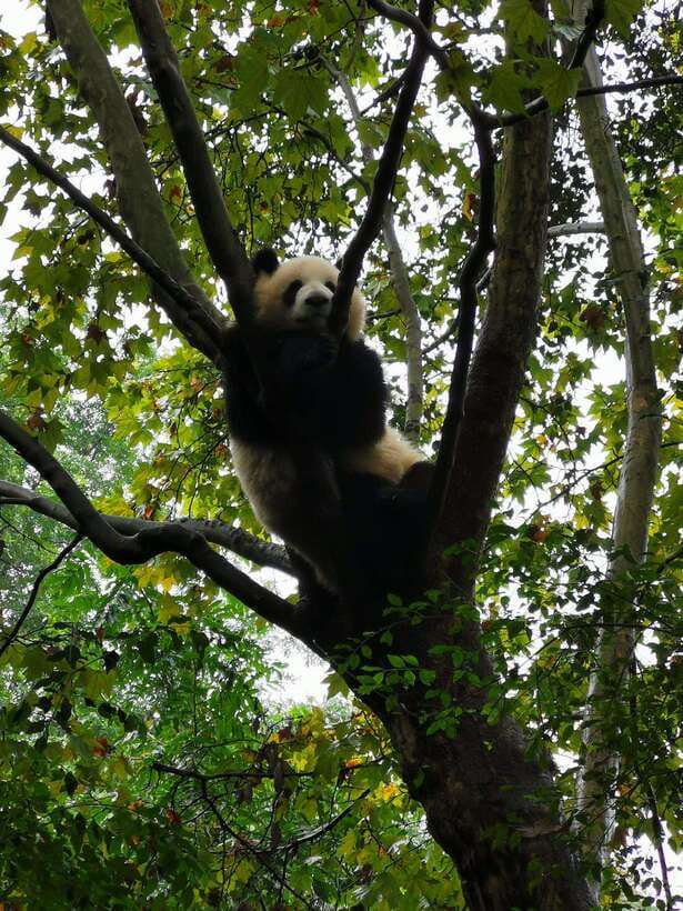 Chengdu: Giant Panda and Leshan Buddha Day Trip - Transport, timing, and the final return
