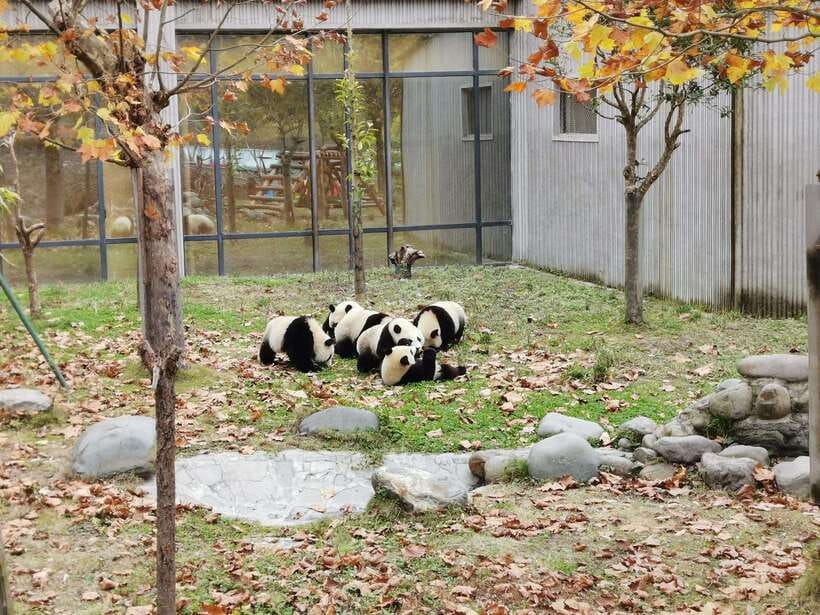 Chengdu: Giant Panda and Leshan Buddha Day Trip - Who should book this experience