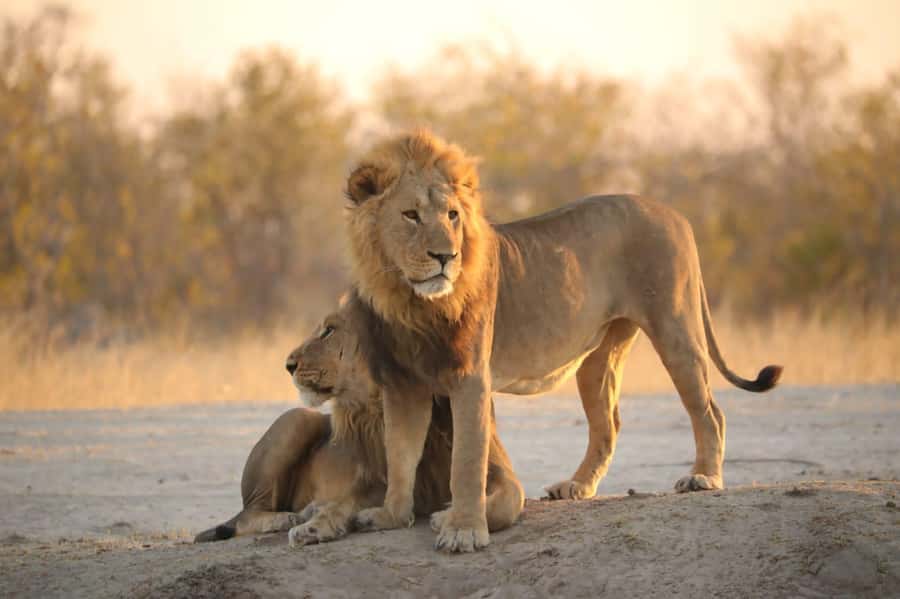 Chobe Day Trip - From Vic Falls - With Lunch (Buffet) - Why Chobe Makes Sense From Victoria Falls