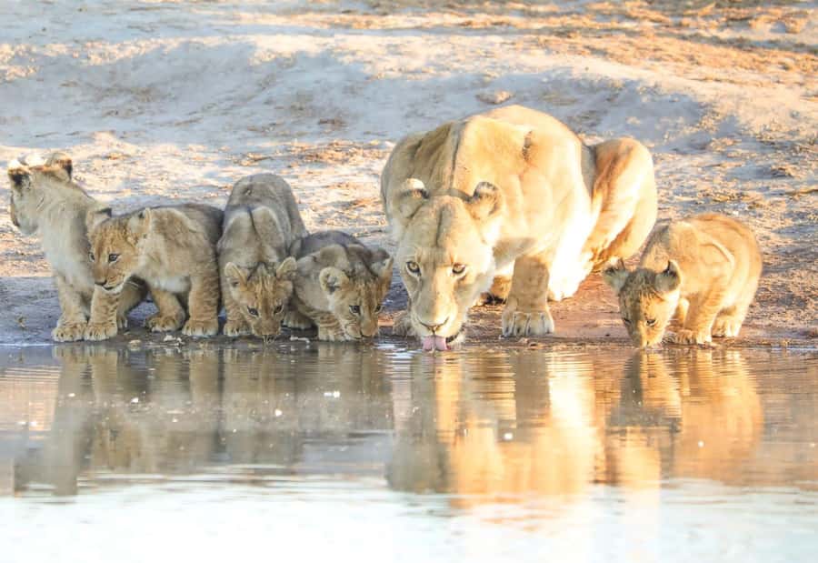 Chobe Day Trip - From Vic Falls - With Lunch (Buffet) - Buffet Lunch Between Land and Water