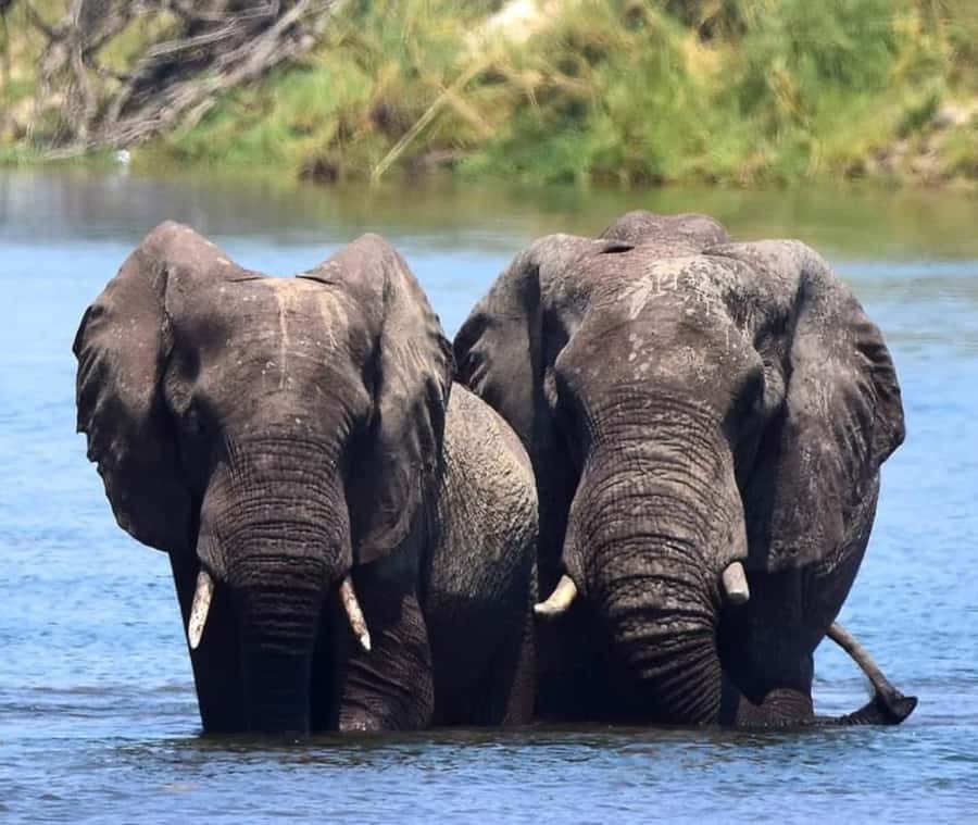 Chobe Day Trip - From Vic Falls - With Lunch (Buffet) - How to Get the Best Day From the Tour