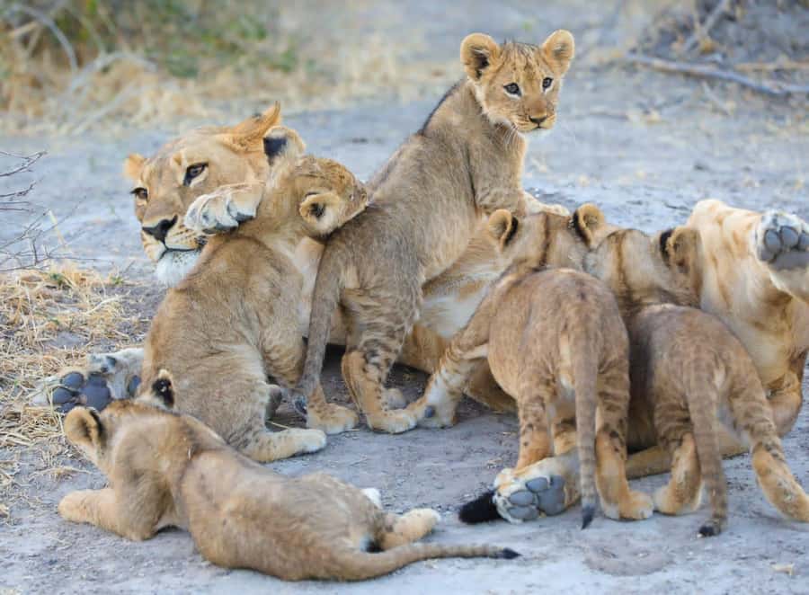 Chobe Day Trip - From Vic Falls - With Lunch (Buffet) - FAQ