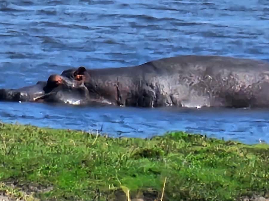 Chobe Day Trip - From Vic Falls - With Lunch (Buffet) - Three Hours Searching Chobe National Park by Road