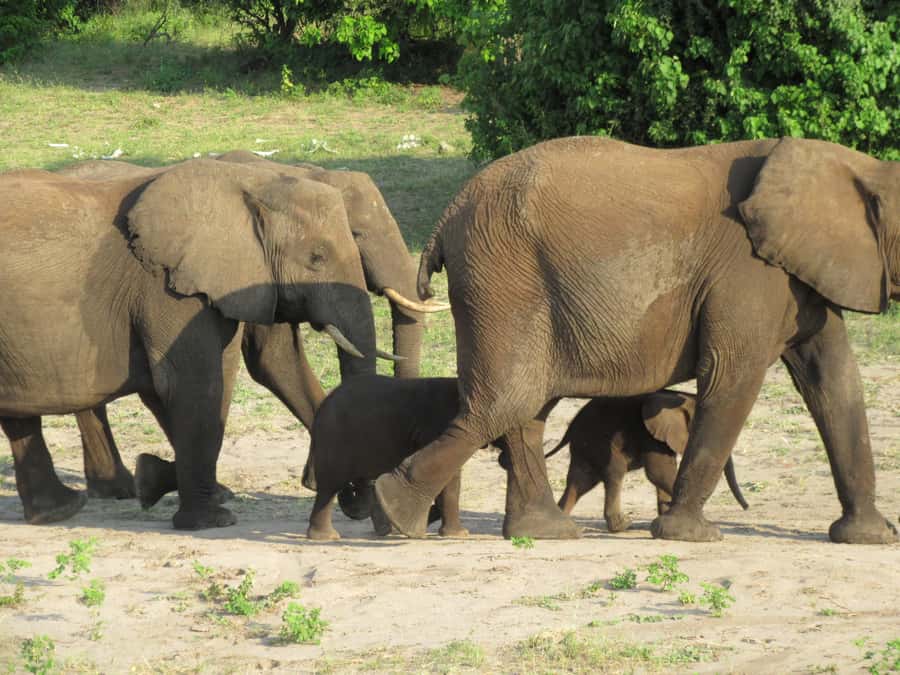 Chobe Day Trip from Victoria Falls, Zimbabwe - What to pack for the Chobe day
