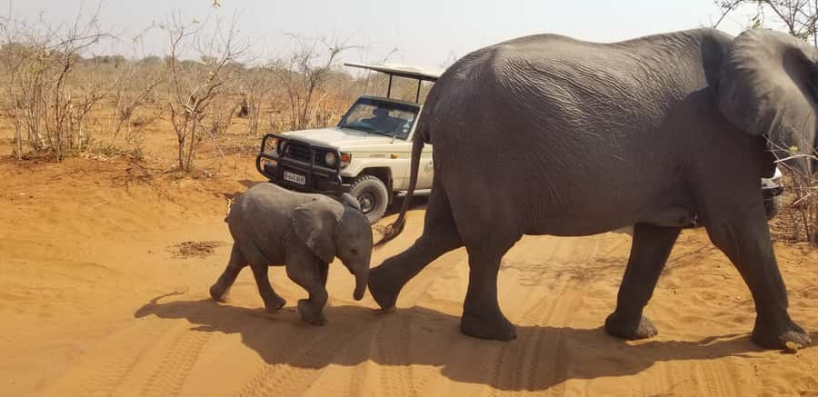 Chobe Day Trip from Victoria Falls, Zimbabwe - Who will get the most from this trip?