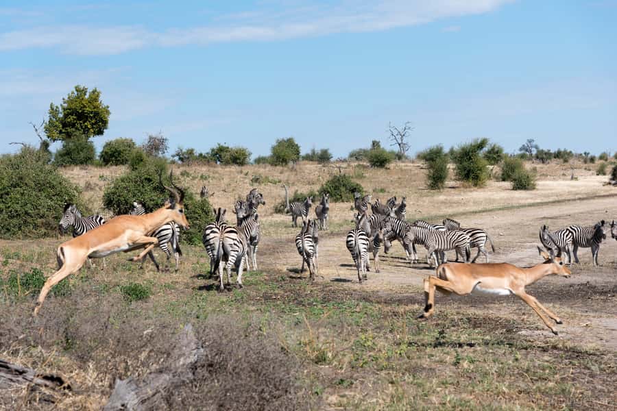 Chobe National Park: Day Trip, Safari drive & River Cruise - Key points to know before you book