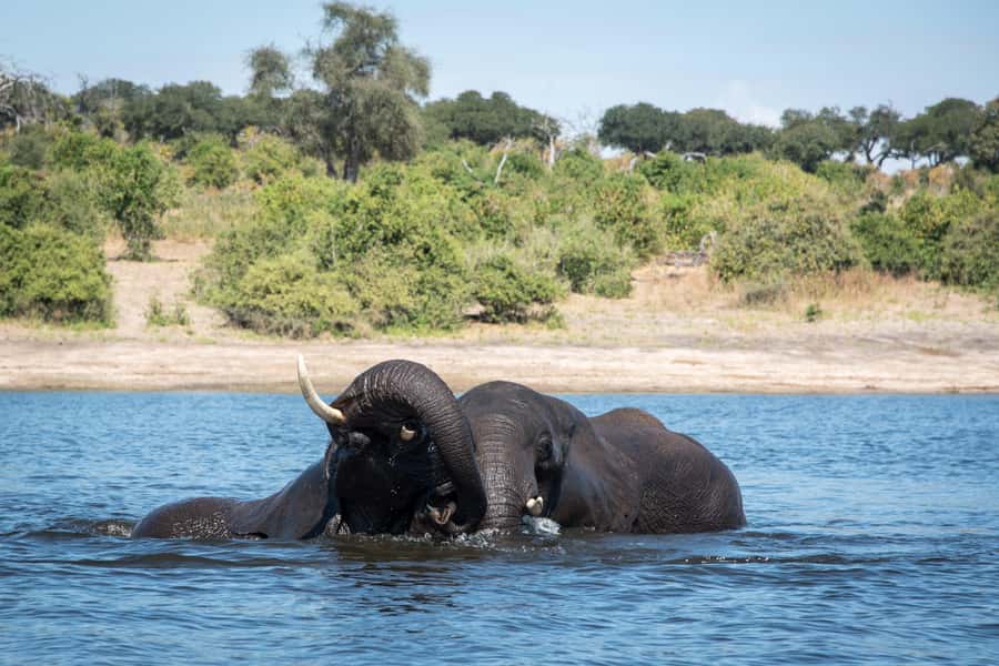 Chobe National Park: Day Trip, Safari drive & River Cruise - The morning game drive in Chobe National Park