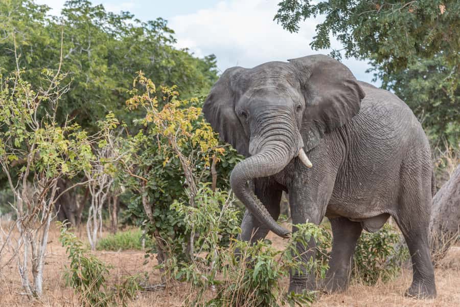 Chobe National Park: Day Trip, Safari drive & River Cruise - Border arrangements and group size