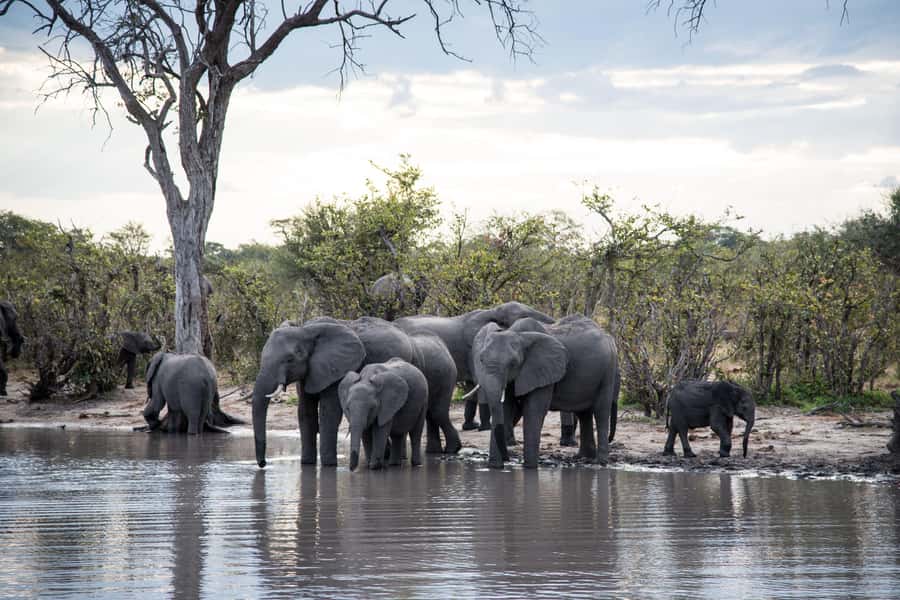 Chobe National Park: Day Trip, Safari drive & River Cruise - The best time to choose this experience