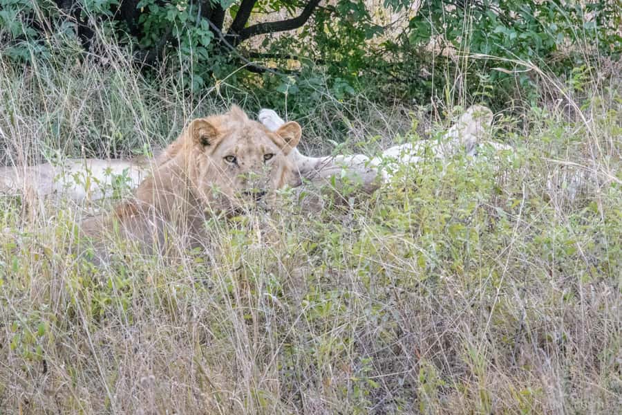 Chobe National Park: Day Trip, Safari drive & River Cruise - Who should book the Chobe day trip?