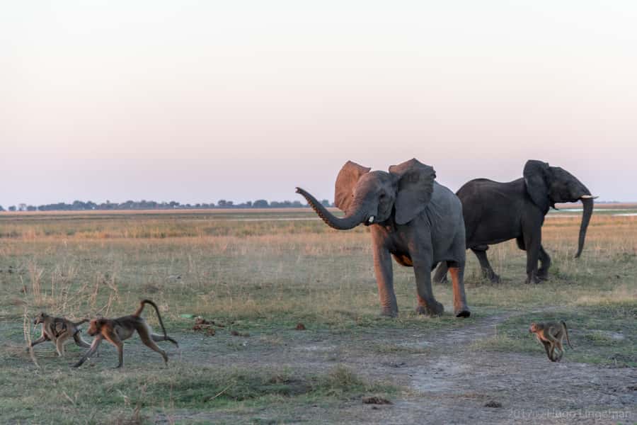 Chobe National Park: Day Trip, Safari drive & River Cruise - Starting from Livingstone, Victoria Falls, or Kasane