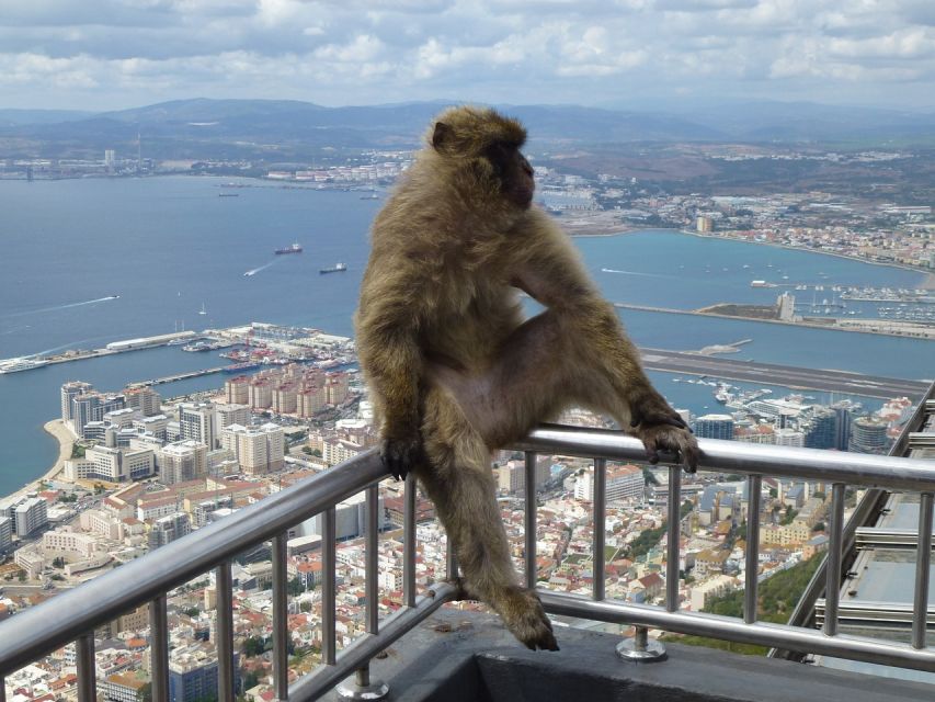 Costa del Sol: Gibraltar Day Trip with Optional Rock Tour - Meeting Gibraltar’s famous monkeys