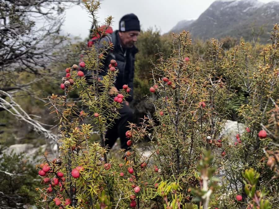 Cradle Mountain: Day Trip from Launceston with Lunch - Clothing can make or break the day