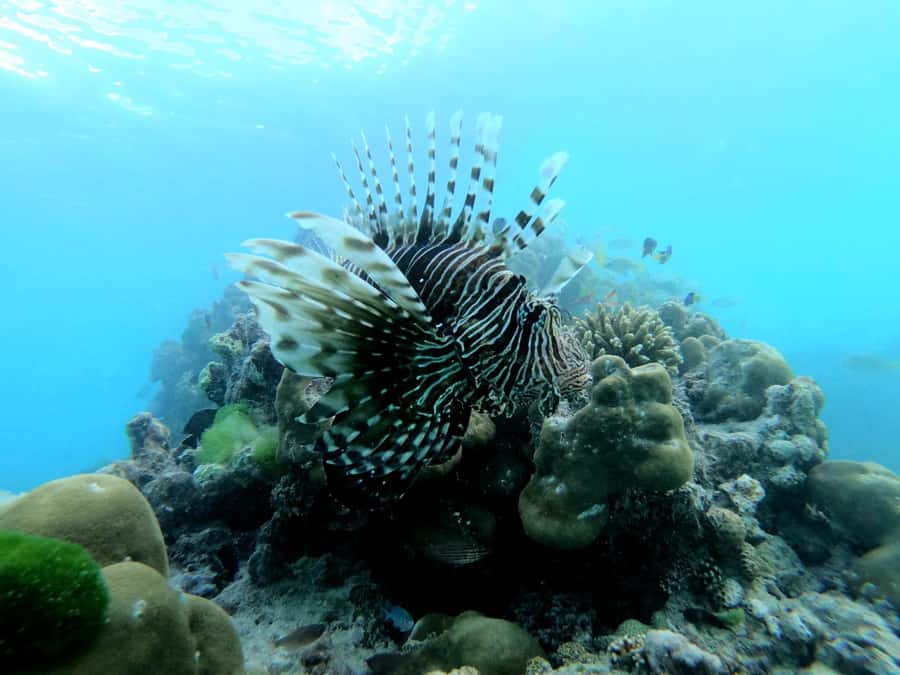 Curieuse and St Pierre Snorkeling Half-Day Trip No BBQ Lunch - The boat ride and morning timing