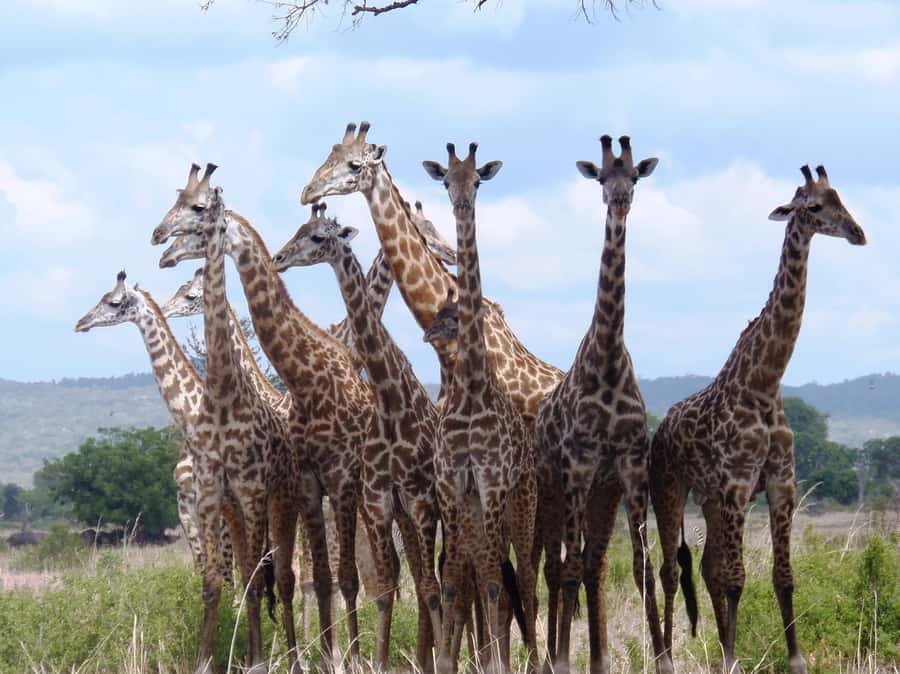 Dar es Salaam: Mikumi National Park Day Trip with Train Ride - Wildlife viewing, including hippos and elephants