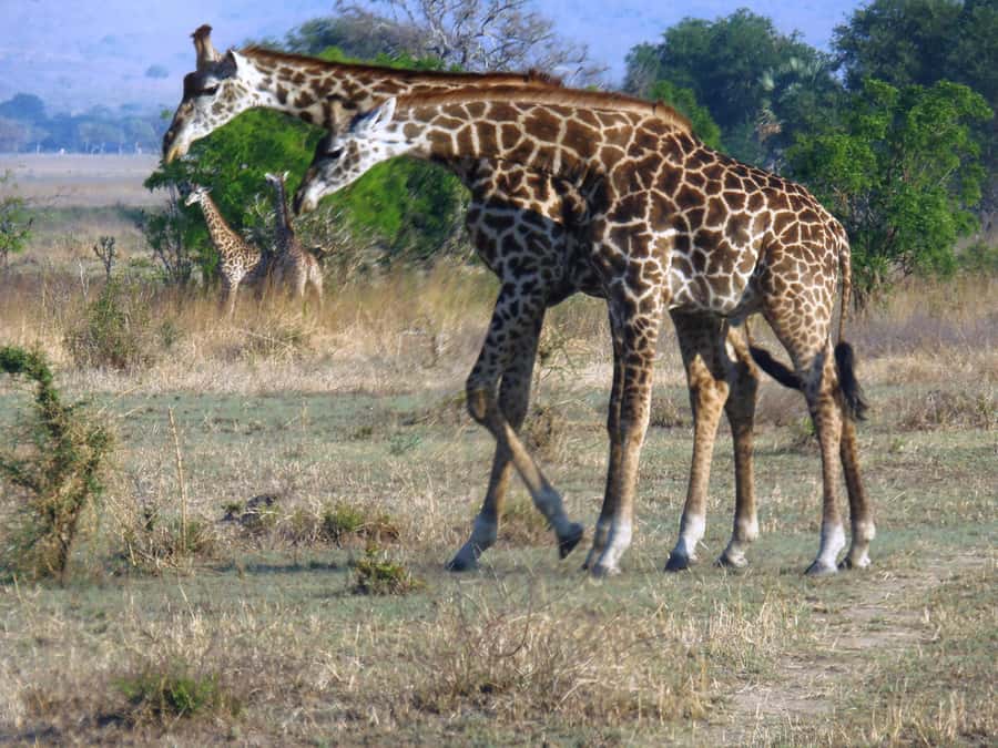 Dar es Salaam: Mikumi National Park Day Trip with Train Ride - Private group advantages and guide quality