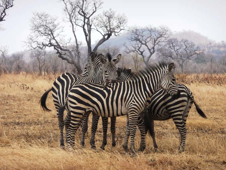 Dar es Salaam: Mikumi National Park Day Trip with Train Ride - Starting at 6:00 AM in Dar es Salaam