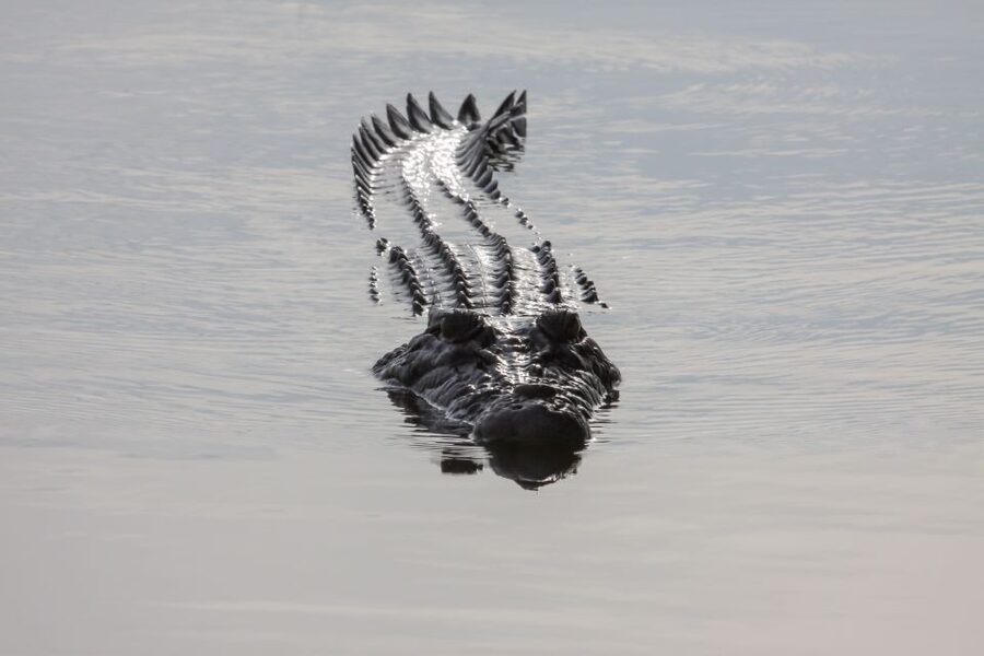 Darwin: Kakadu National Park Day Trip - Weather, cancellations, and practical planning