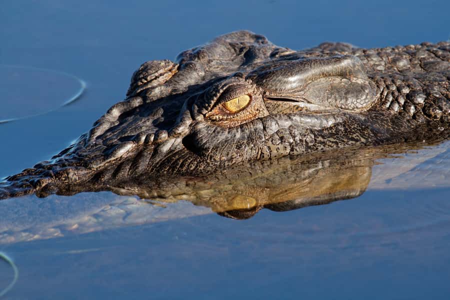 Darwin: Kakadu National Park Day Trip - Kakadu by air, then by water