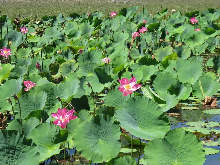 Darwin: Kakadu National Park Day Trip - Warradjan Cultural Center and Aboriginal perspectives