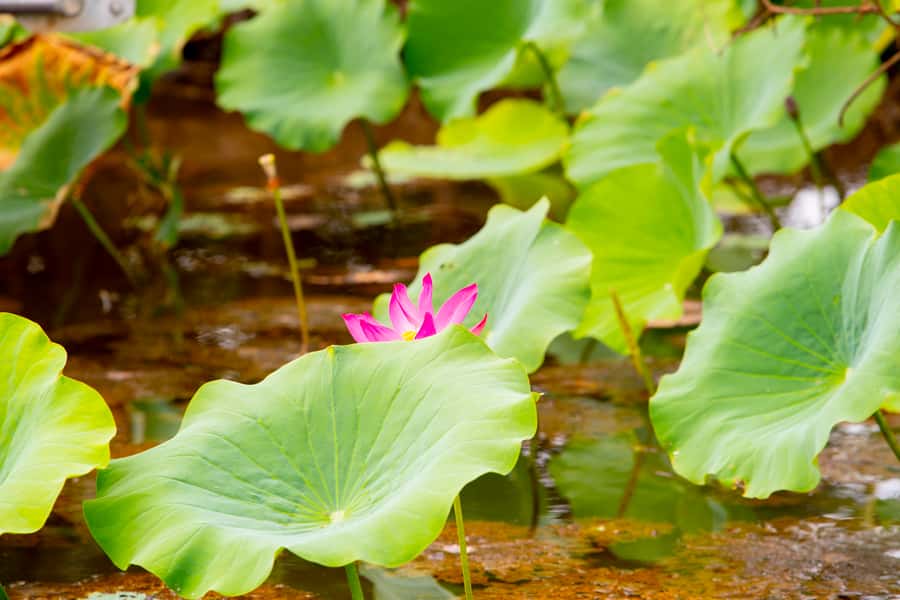 Darwin: Kakadu & Nourlangie Day Trip Plus Billabong Cruise - Who should book this day trip?