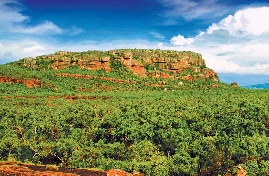 Darwin: Kakadu & Nourlangie Day Trip Plus Billabong Cruise - The optional scenic flight