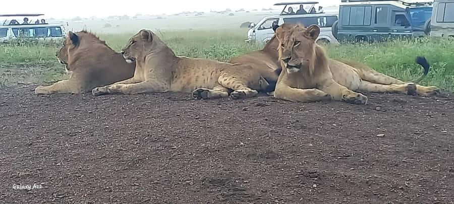 DAY TRIP AMBOSELI NATIONAL PARK FROM NAIROBI BUDGET SAFARI. - Key Things to Know Before Booking
