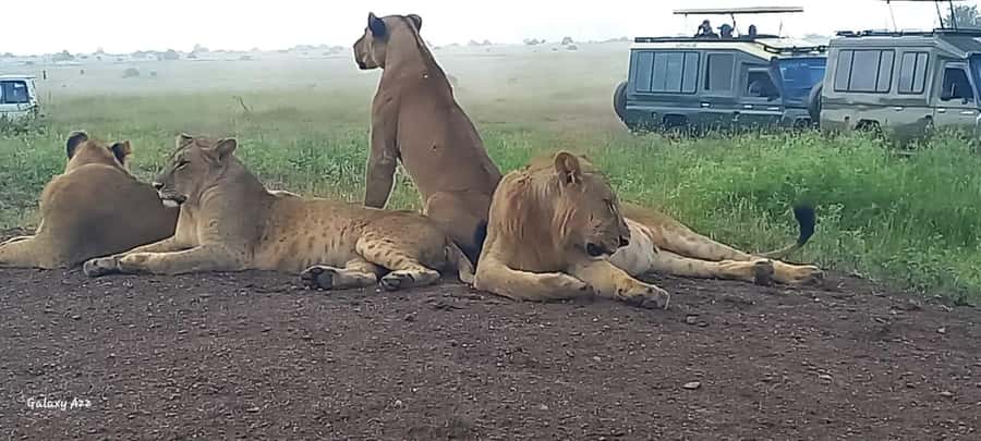 DAY TRIP AMBOSELI NATIONAL PARK FROM NAIROBI BUDGET SAFARI. - Should You Book the Amboseli Day Trip?