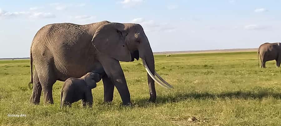 DAY TRIP AMBOSELI NATIONAL PARK FROM NAIROBI BUDGET SAFARI. - Leaving Nairobi Before Sunrise