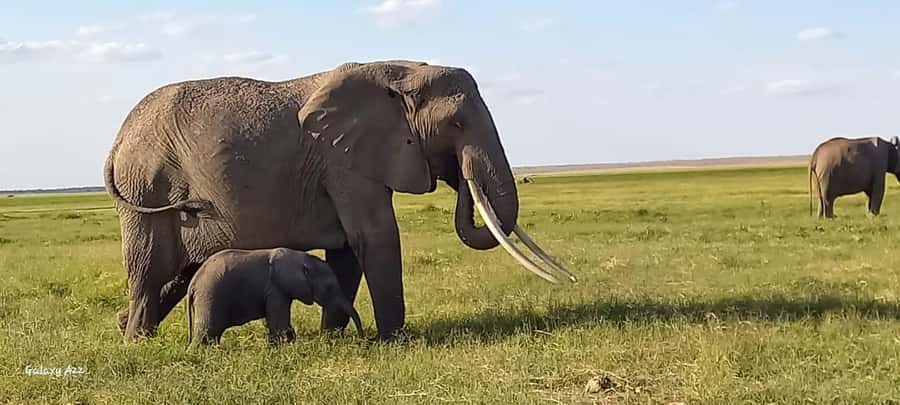 DAY TRIP AMBOSELI NATIONAL PARK FROM NAIROBI BUDGET SAFARI. - What the Mount Kilimanjaro Stops Add