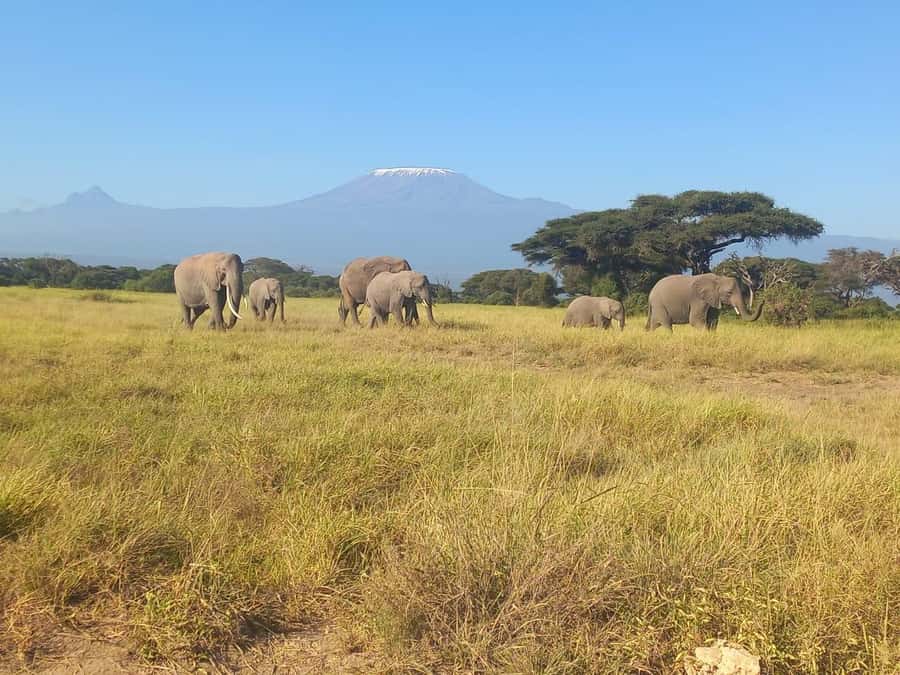 DAY TRIP AMBOSELI NATIONAL PARK FROM NAIROBI BUDGET SAFARI. - A Traditional Maasai Village Visit