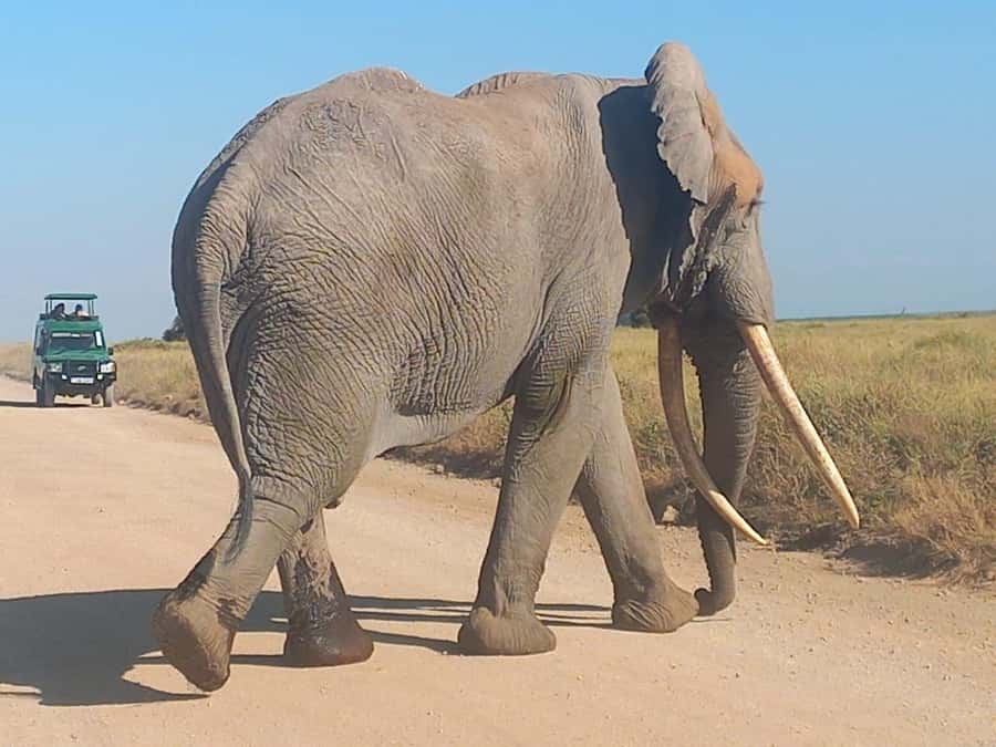 DAY TRIP AMBOSELI NATIONAL PARK FROM NAIROBI BUDGET SAFARI. - Why the Guide Can Make or Break the Day