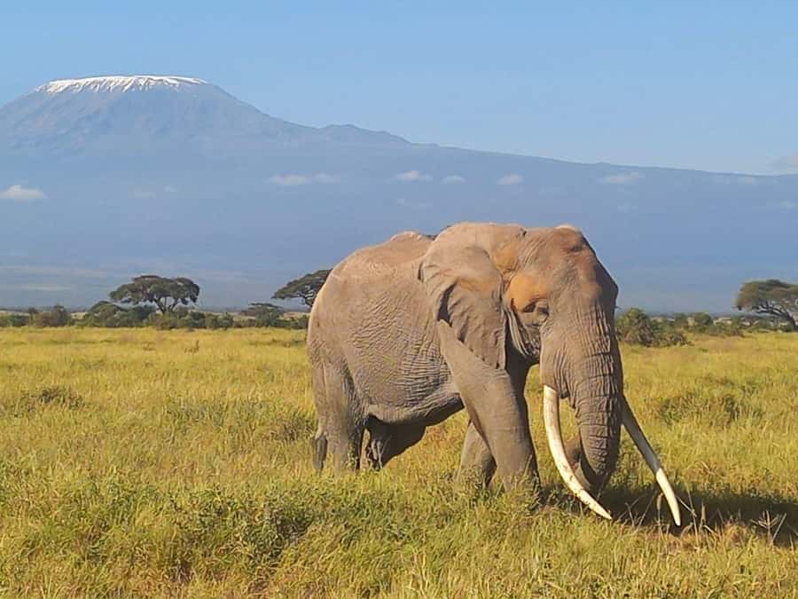 DAY TRIP AMBOSELI NATIONAL PARK FROM NAIROBI BUDGET SAFARI. - Who This Day Trip Suits Best