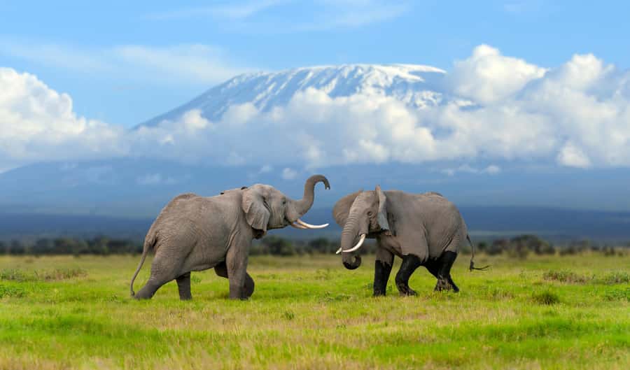 Day Trip: Amboseli National Park & Maasai Village – Nairobi - Key points to know before booking