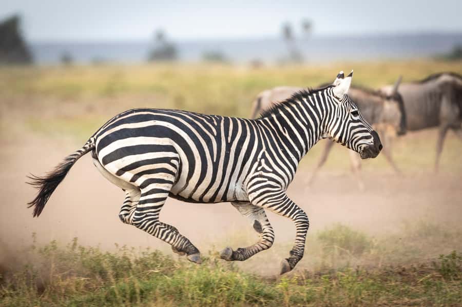 Day Trip: Amboseli National Park & Maasai Village – Nairobi - Why Amboseli makes a strong day trip from Nairobi