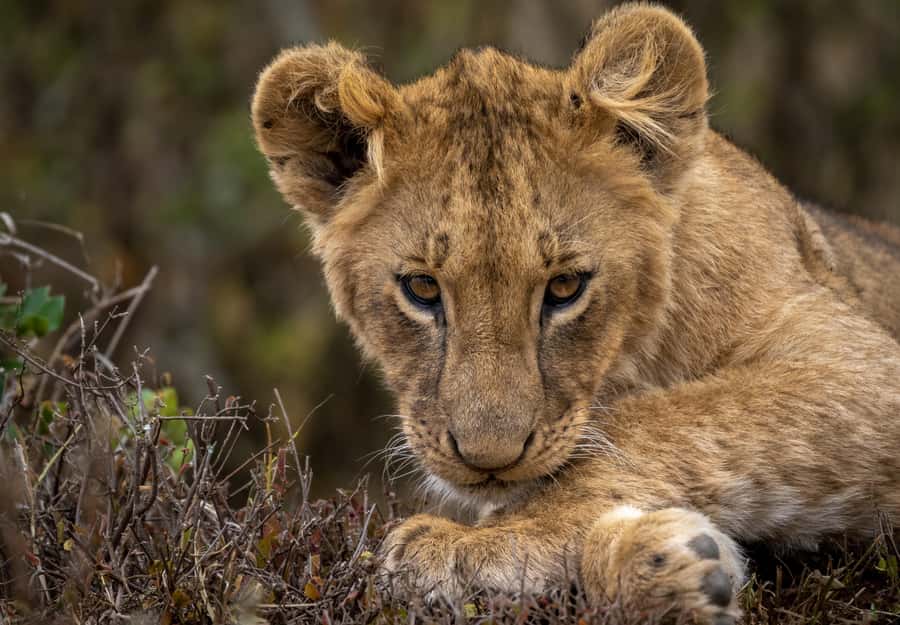 Day Trip: Amboseli National Park & Maasai Village – Nairobi - Game viewing across Amboseli’s open plains