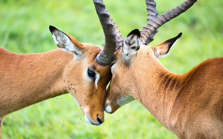 Day Trip: Amboseli National Park & Maasai Village – Nairobi - Kilimanjaro views and the best camera moments
