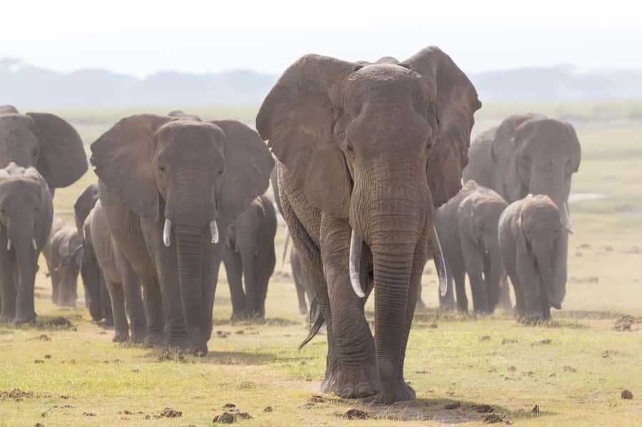 Day Trip: Amboseli National Park & Maasai Village – Nairobi - What the $100 price really covers