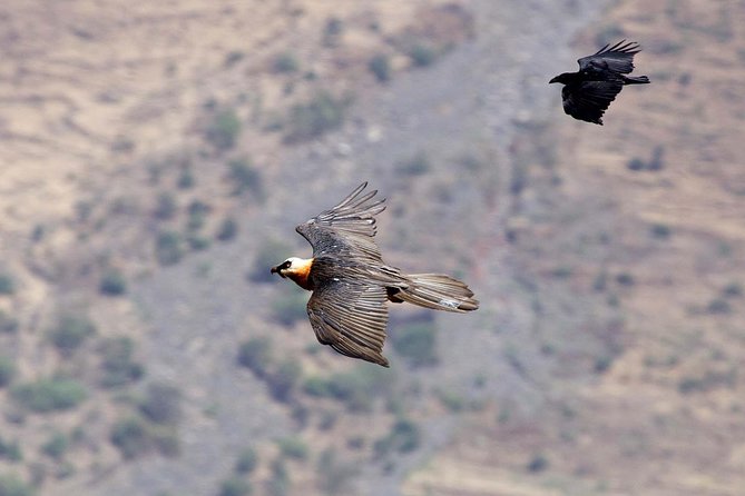 Day Trip From Addis Ababa See Historical Monastery,Stunning Nature,Animals,Birds - Gelada monkeys in the highlands