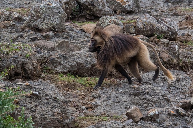 Day Trip From Addis Ababa To Debre Libanos & Portuguese Bridge - Should you book it?