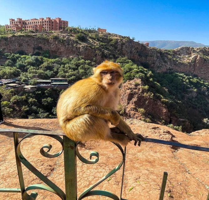 Day trip from Marrakech to Ouzoud Waterfalls - Lunch beside the waterfall paths