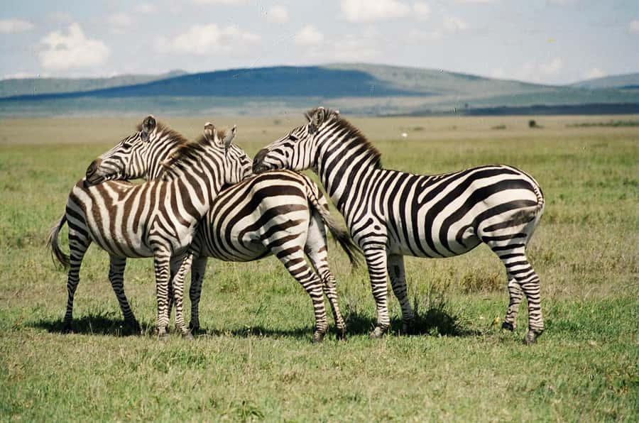 Day Trip: Hell's Gate Bike Ride & Lake Naivasha Boat Ride - Lake Naivasha brings hippos and birds within easy reach