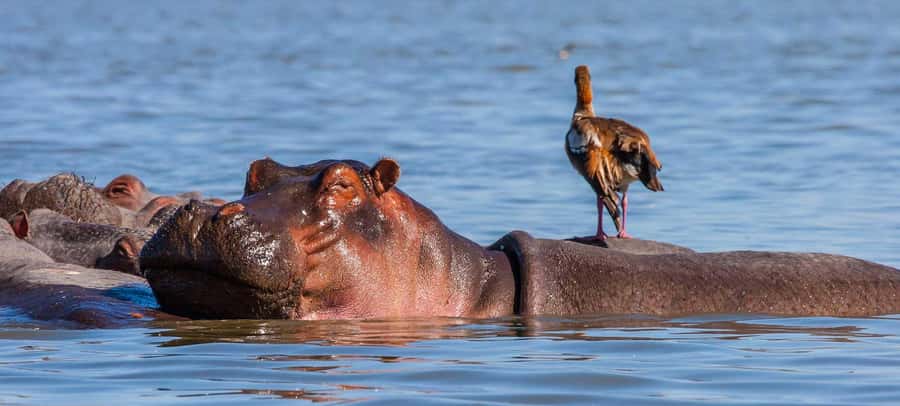 Day Trip: Hell's Gate Bike Ride & Lake Naivasha Boat Ride - Lunch is useful, but it is not part of the bargain price