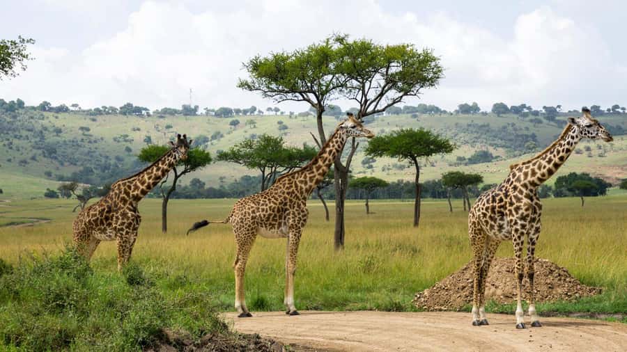 Day Trip: Hell's Gate Bike Ride & Lake Naivasha Boat Ride - What the $34 price really buys you