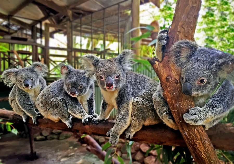 Day Trip: Rainforest & Aboriginal Culture Tour - Meeting Pamagirri culture through movement and music