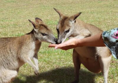 Day Trip: Rainforest & Aboriginal Culture Tour