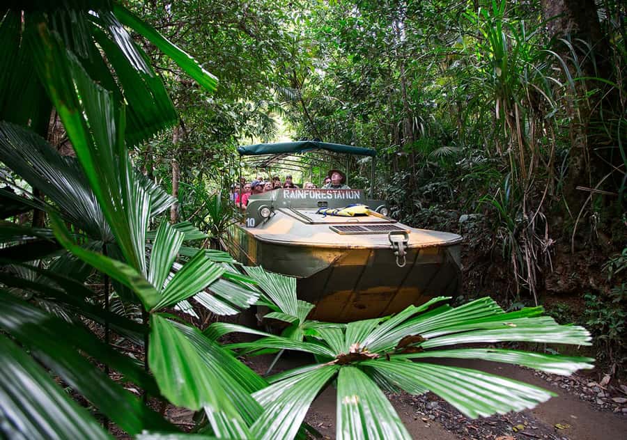 Day Trip: Rainforest & Aboriginal Culture Tour - Who will get the most from this $84 tour?
