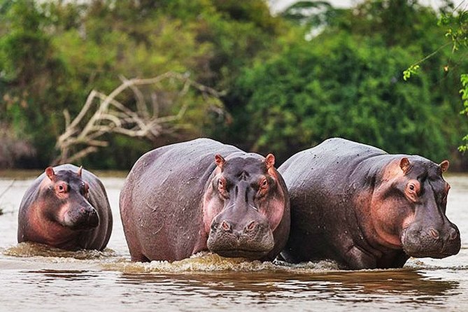 Day Trip Safari - Akagera National Park with Optional Lake Ihema Boat Safari - The Akagera day at a glance