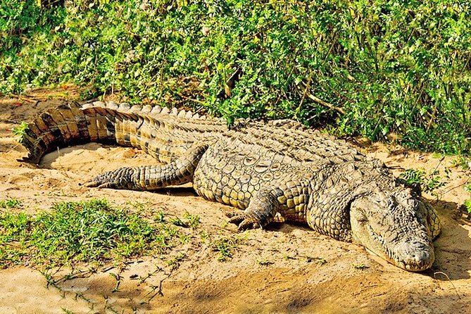 Day Trip Safari - Akagera National Park with Optional Lake Ihema Boat Safari - Why Akagera works as a Kigali day trip