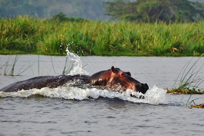 Day Trip Safari - Akagera National Park with Optional Lake Ihema Boat Safari - Four hours among Akagera’s lakes and savannah